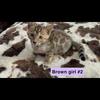 Savanah/bengal kittens