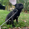 Female black pug