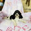Cavalier King Charles Puppy "Lager"