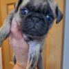 100% pure pug puppies lots of colors to pick from