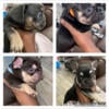 4 amazing French bulldog puppies