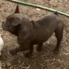 Exotic Bully solid stud boys for your yard or good pets