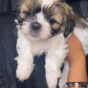 Shih Tzu puppies 