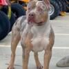 American Bully Pitbull 