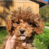 Toy Poodle puppies Ready now !