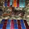 Miniature Pinscher upcoming litter