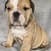 AKC Imported English bulldog puppy