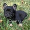 French Bulldog Puppies AKC Full DNA Done Fluffy's Ready Now!