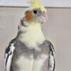 Young male cockatiel for sale