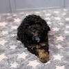 Toy Poodles