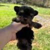 Yorkipoos/ Yorkiepoo puppies 