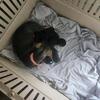Mini dachshund babies