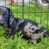 Gorgeous dapple male pup for sale