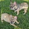 French Bulldogs, boy and girl Merle