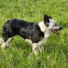 Beautiful adult female border collie available