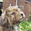 (Cookie) AKC Mini Poodle Puppy