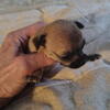 Female Chihuahua Puppies-  A White  one & Brown one