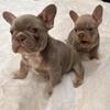 Puppies for Christmas