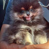 Adorable Pomeranian Female