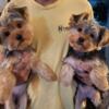 Two Full Blooded Registered Female Yorkshire Terriers