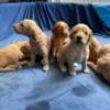 Goldendoodle puppies