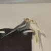 Mango and Piña the Cockatiel birds