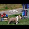 Pocket American bullies