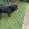 Rottweiler Dog/ Stud