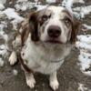 ASDR Standard Australian Shepherd Red Harlequin Merle