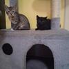 Two kittens left free to new home