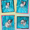 Yukon -  male Merle chihuahua