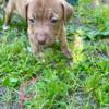 Game breed pitbull puppies