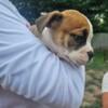 Olde english Bulldogge puppy ready for new home