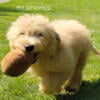 Male Mini Goldendoodle Puppy For Sale