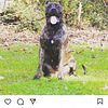 3 yr old female presacanario looking to rehomed great temperament good with familyasap