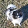 Pom puppies ready now