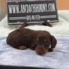 Dachshunds champion bred AKC imports