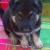 Kissable kids-lovingx German Shepherd  pupps