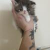 Black Friday Deal 700 with deposit put down today Beautiful CFA Chocolate Persian Males