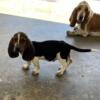 Basset hound pups ready to go