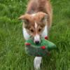 Old-Time Scotch Collies in Michigan