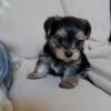 YORKIE Puppy Male