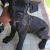Cane Corso Puppies looking to join your family