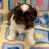 AKC male Shih Tzu  Benny