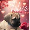 9 wk old mastiffs