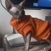 Canadian Sphynx Kitten 