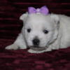 AKC West Highland Terrier puppies