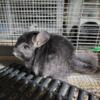 Baby chinchillas for sale