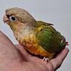 Green Cheek Conure Babies-Pineapples