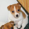 Chicago Jack Russell  Babies   Short Legged.